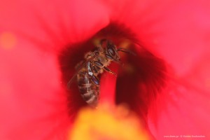 Κόκκινος Ιβίσκος και μέλισσα