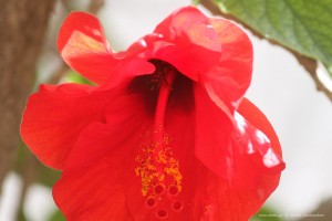 Κόκκινος Ιβίσκος και μέλισσα