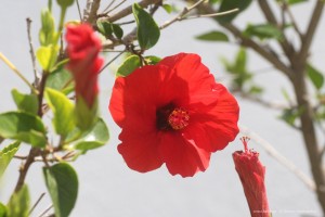 Κόκκινος Ιβίσκος