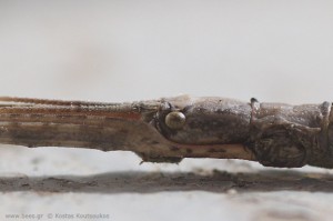 stick bug, phasmatodea, stick insect