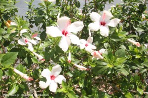white hibiscus