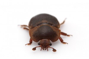 aethina tumida, ή μικρό σκαθάρι της κυψέλης ή the small hive beetle.