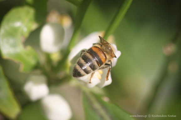 Μελισσοκομικά φυτά: Μανταρινιά