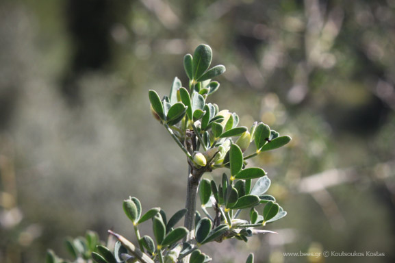 Ασπάλαθος (Calicotome villosa, Καλυκοτόμη η εριότριχος)