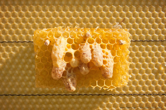 κερήθρα - honeycomb