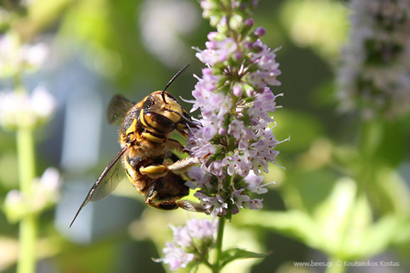 Ο δυόσμος – Mentha spicata - mint