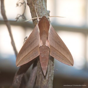Theretra Alecto (Linnaeus, 1758)