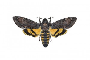 acherontia atropos Αχερόντια Νεκροκεφαλή / Carim Nahaboo carimnahaboo.com