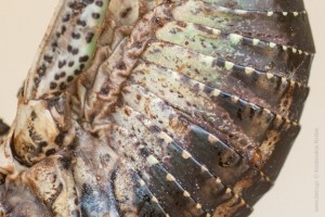Armored Cricket