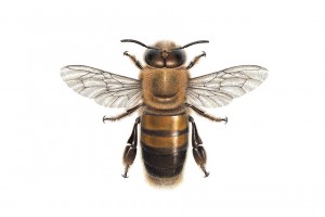 Κηφήνας - Drone / Carim Nahaboo carimnahaboo.com