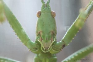 saga pedo predatory bush cricket γρύλος