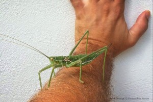 saga pedo predatory bush cricket γρύλος