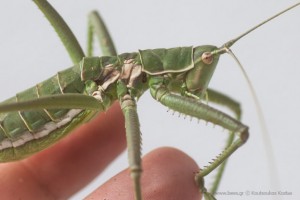 saga pedo predatory bush cricket γρύλος