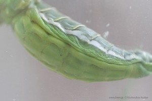 saga pedo predatory bush cricket γρύλος