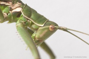 saga pedo predatory bush cricket γρύλος
