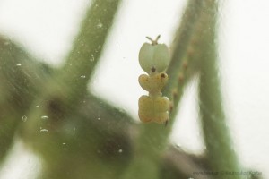 saga pedo predatory bush cricket γρύλος