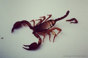 Scorpion Σκορπιός