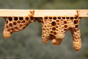Τα δεματικά αφαιρούνται προσεκτικά