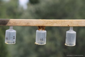 Πλήρης αποτυχία κατά την εκκόλαψη, νομίζω απλά ξεκόλησαν κι έπεσαν