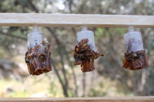 Το τμήμα γόνου που αφαιρέσαμε πριν, σφηνομένο σε μια κομένη σύρριγγα για βάση και τοποθετημένο σε μια αυτοσχέδια βέργα