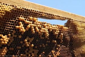 Κερήθρα από την οποία έχει αφαιρεθεί μια λωρίδα με "γεννημένα" κελιά