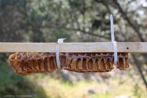 Η λωρίδα με τα κελιά στηριγμένη με δεματικά στη βέργα.