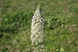 Reseda alba