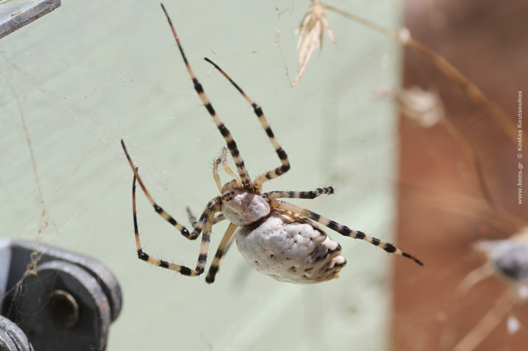 Argiope_lobata