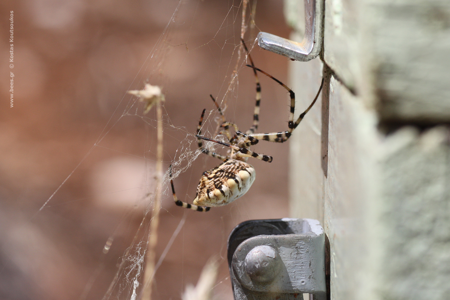 Argiope lobata, η αράχνη λοβωτή αργιόπη ανεβαίνει τον ιστό που έχει στήσει μπροστά ή καλύτερα πάνω σε μια κυψέλη