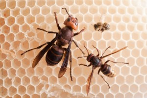 Vespa mandarinia vs vespa crabro