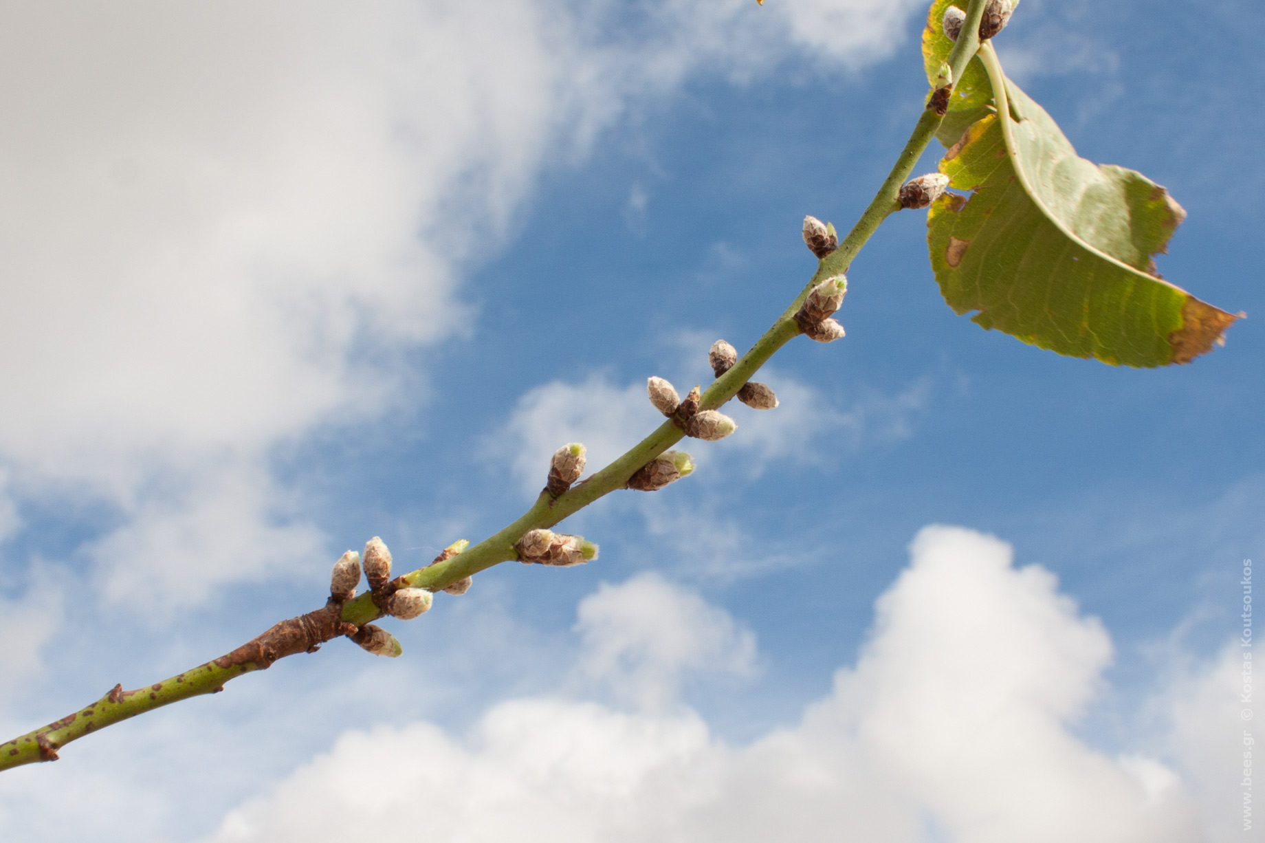 ΑΜΥΓΔΑΛΙΑ PRUNUS AMYGDALUS